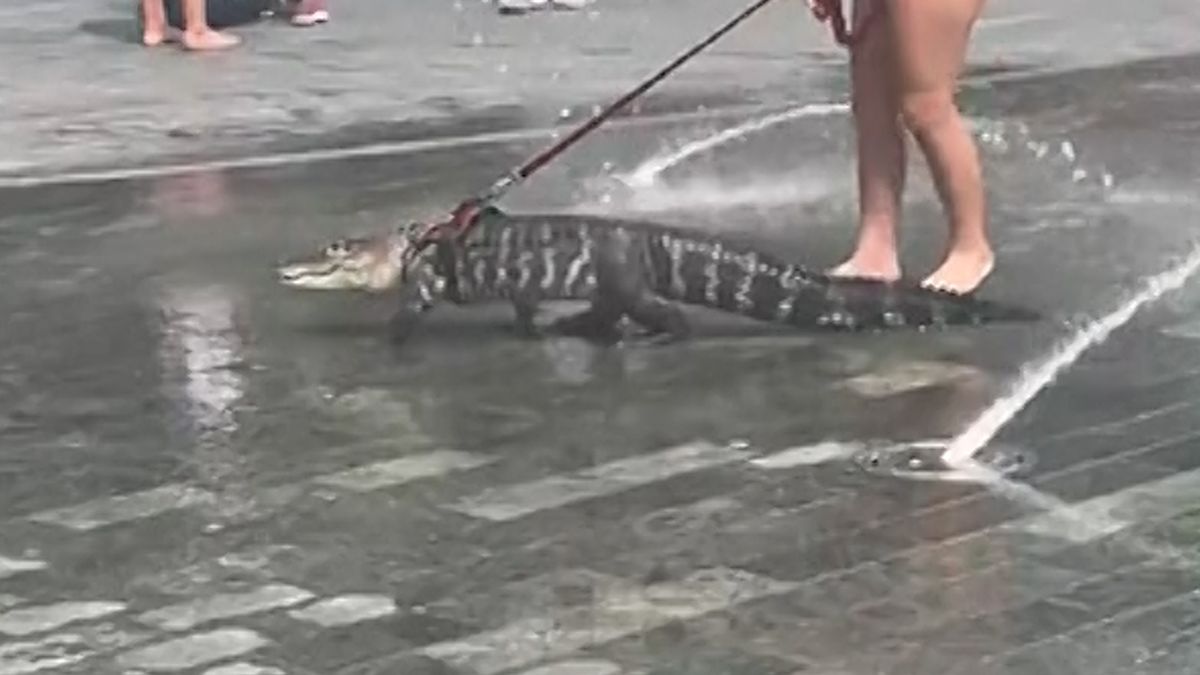 Holčička přivedla do parku aligátora na vodítku